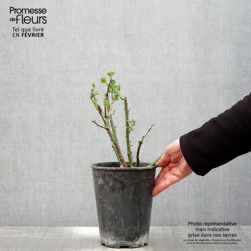 Rosa Rosanatura Bicolore - Hybrid Musk Rose 2L/3L pot sample as delivered in winter