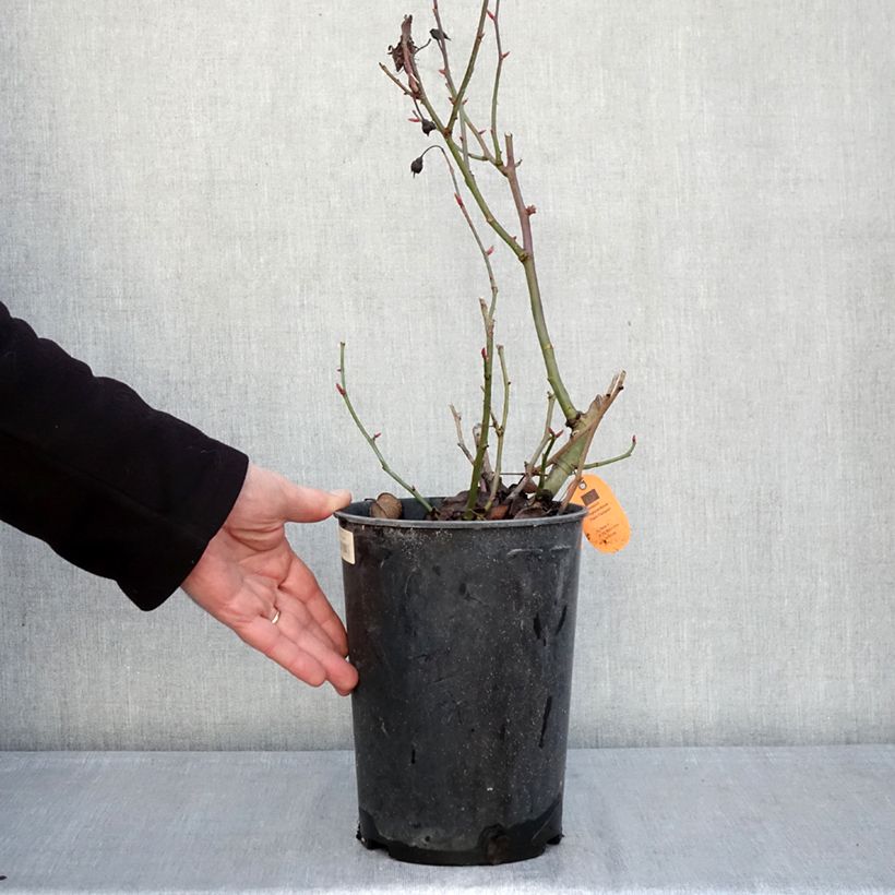 Rosa x floribunda 'Belle de Grasse'  Street Colours - Floribunda Rose 4L/5L pot sample as delivered in winter