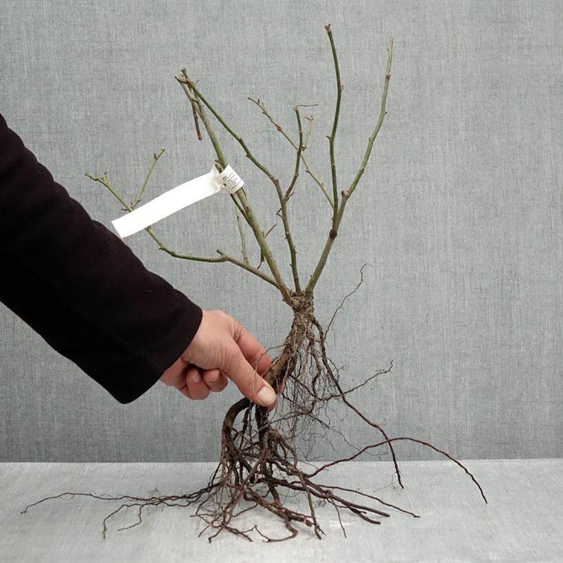 Rosa x floribunda 'Belle de Grasse'  Street Colours - Floribunda Rose Bare root sample as delivered in winter