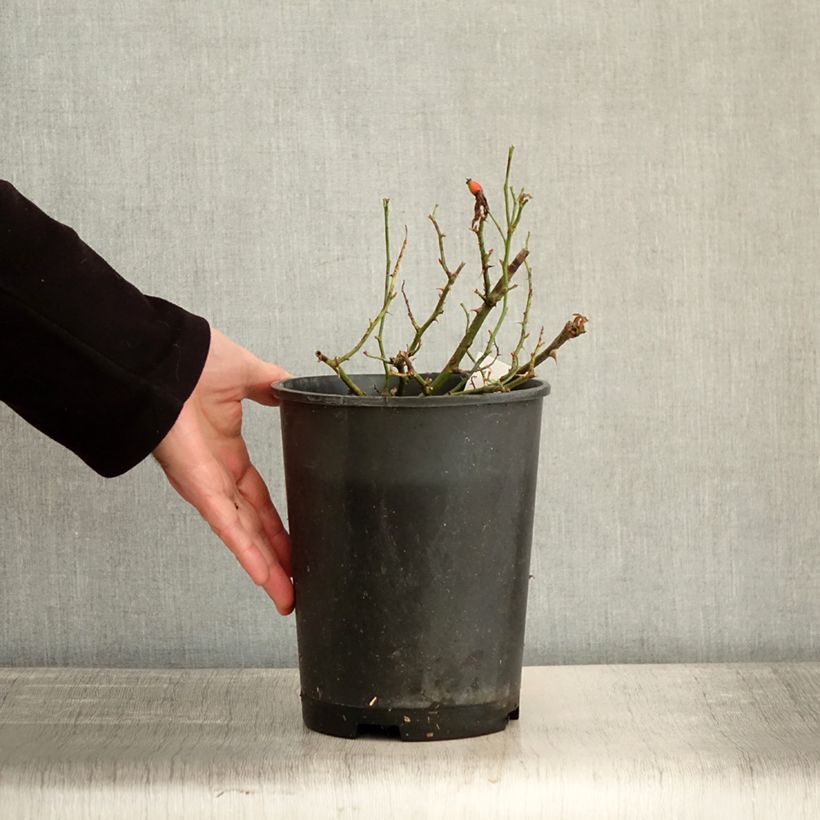 Rosa x floribunda 'Champs Elysées' Street Colours - Floribunda Rose 2L/3L pot sample as delivered in winter