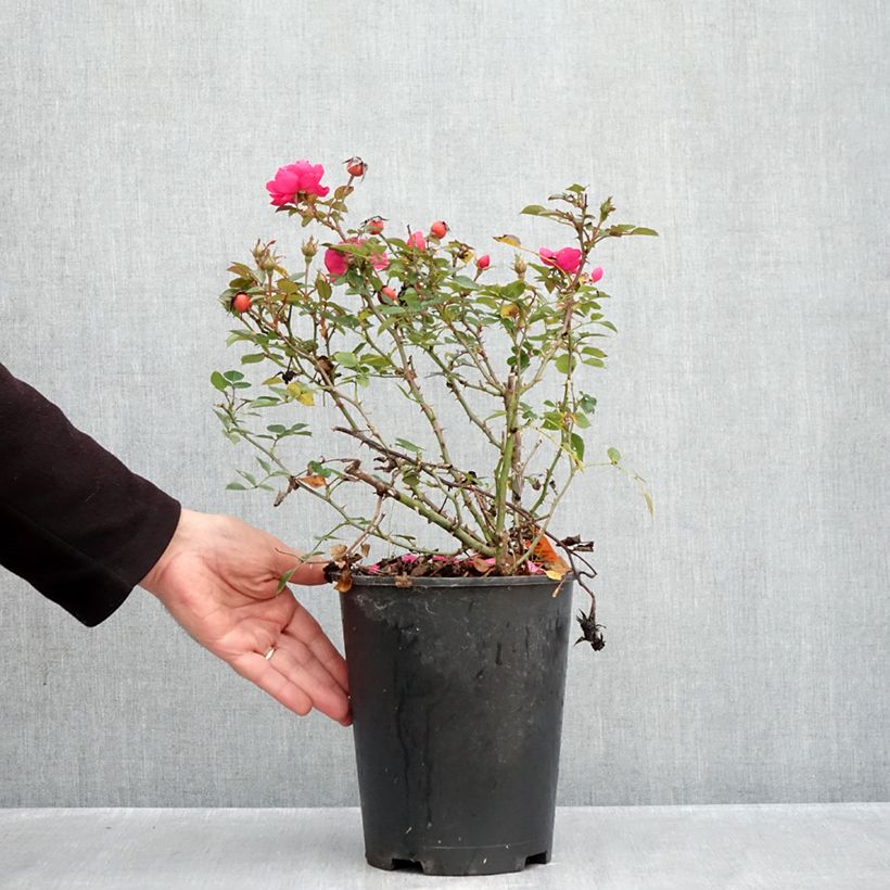 Rosa floribunda - Jolie Provence 4L/5L pot sample as delivered in autumn