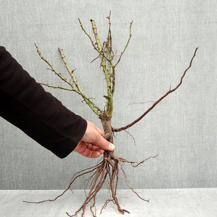 Rosa floribunda - Jolie Provence Bare root sample as delivered in winter