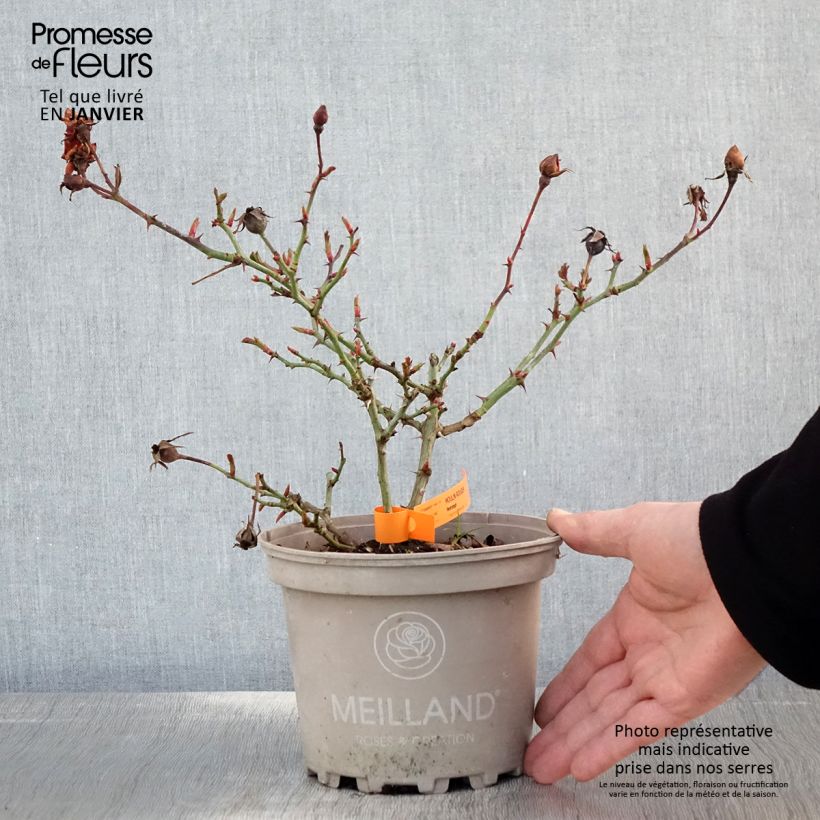 Rosa x floribunda 'Moulin Rouge' - Street Colours Floribunda Rose 4L/5L pot sample as delivered in winter