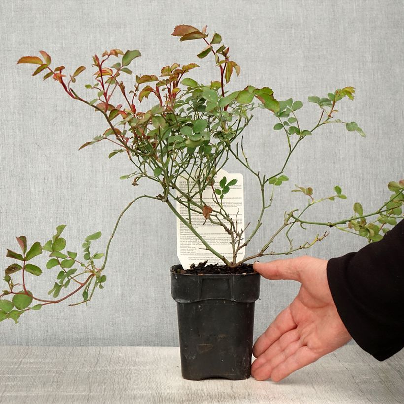 Rosa x floribunda 'Rêve de Paris' - Street Colours - Floribunda Rose 10cm/11cm pot sample as delivered in spring