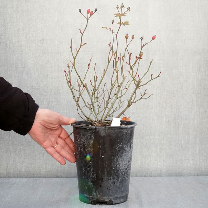 Rosa x floribunda 'Rêve de Paris' - Street Colours - Floribunda Rose 4L/5L pot sample as delivered in winter