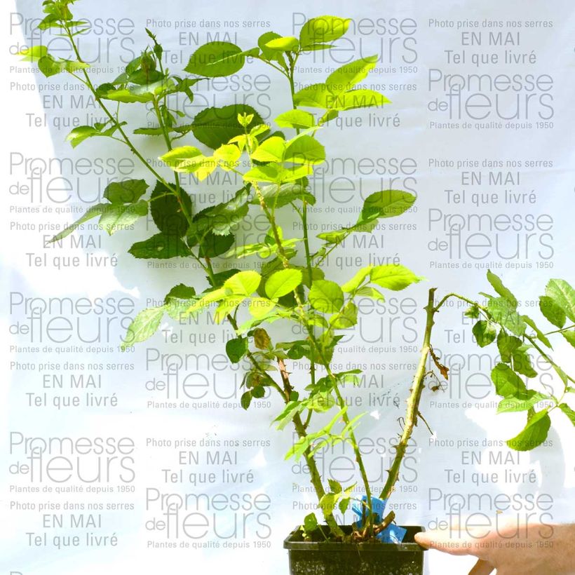 Example of Rosa Generosa Reine Sammut 4L/5L pot specimen as delivered