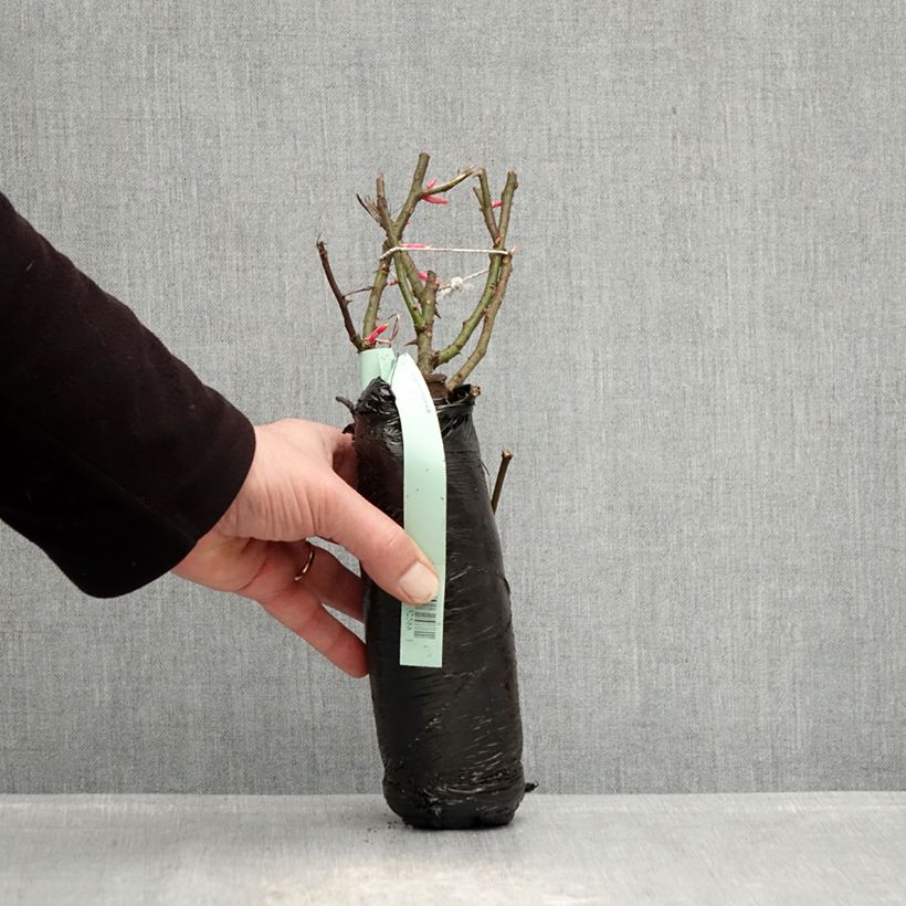 Rosa Rigo Rosen Hotline - Ground Cover Rose Wrapped bare root sample as delivered in winter