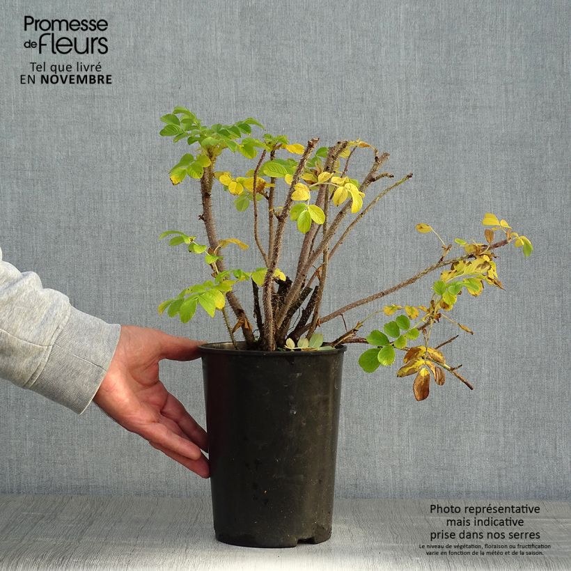 Rosa rugosa Alba - Japanese Rose 3L/4L pot sample as delivered in autumn