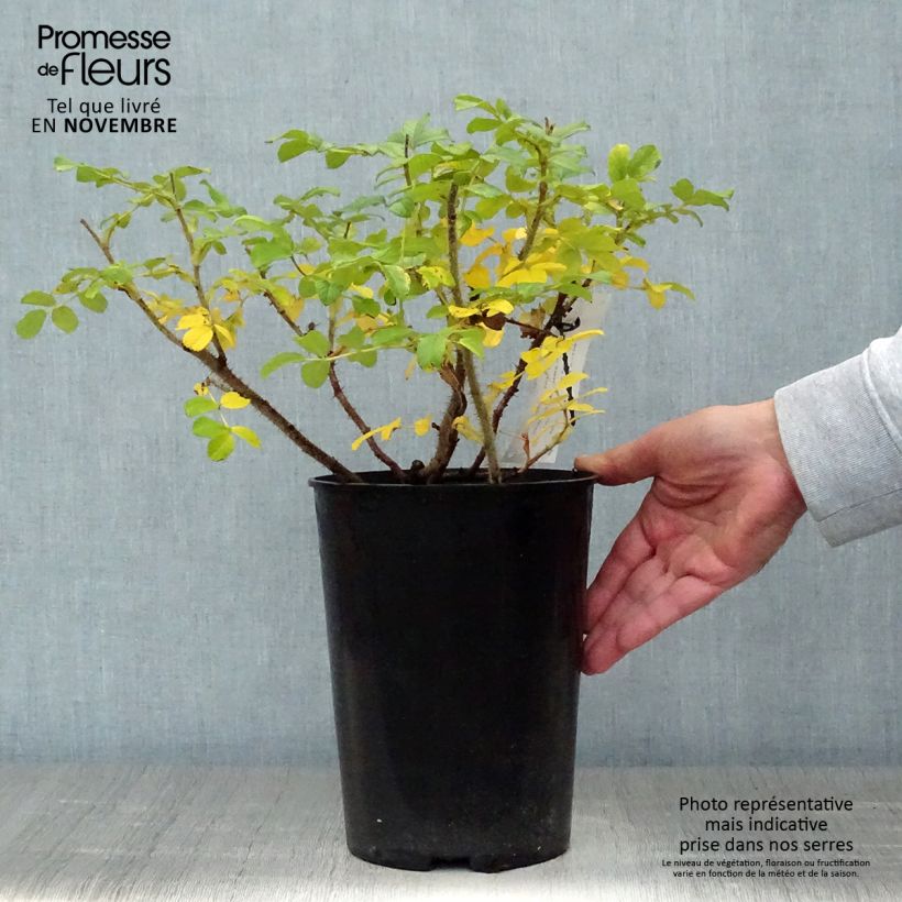 Rosa rugosa Blanc Double de Coubert 4L/5L pot sample as delivered in autumn
