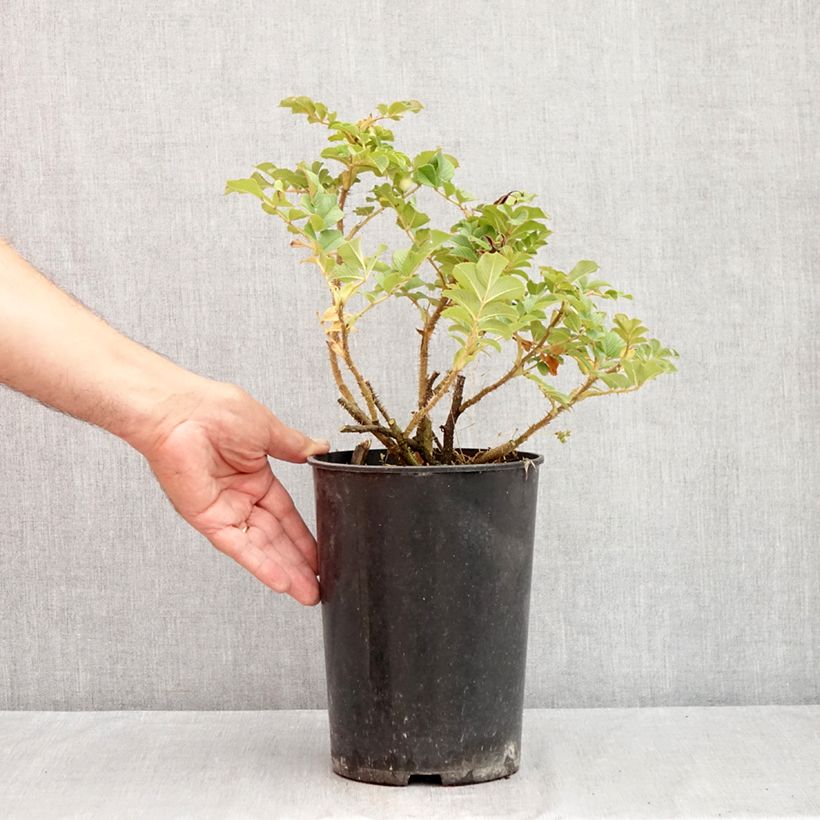 Rosa x rugosa 'Fru Dagmar Hastrup' - Rugosa Rose 2L/3L pot sample as delivered in summer