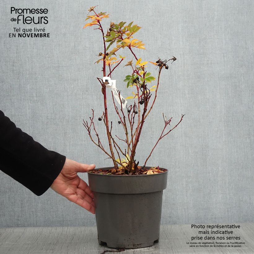 Rosa rugosa x virginiana Jam-a-licious - Shrub Rose 4L/5L pot sample as delivered in autumn