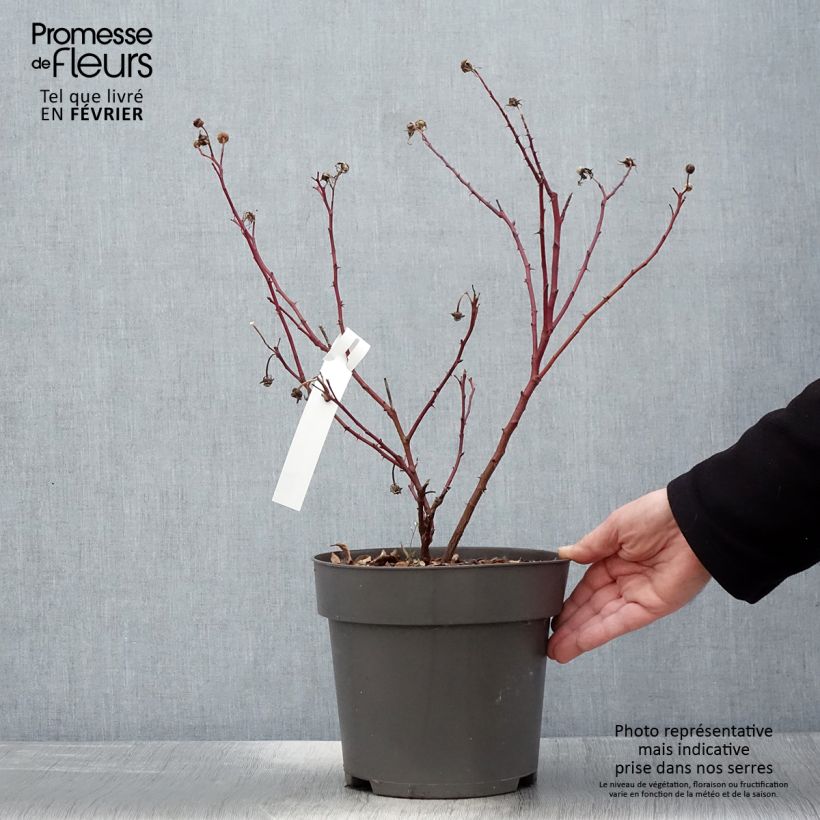 Rosa rugosa x virginiana Jam-a-licious - Shrub Rose 4L/5L pot sample as delivered in winter