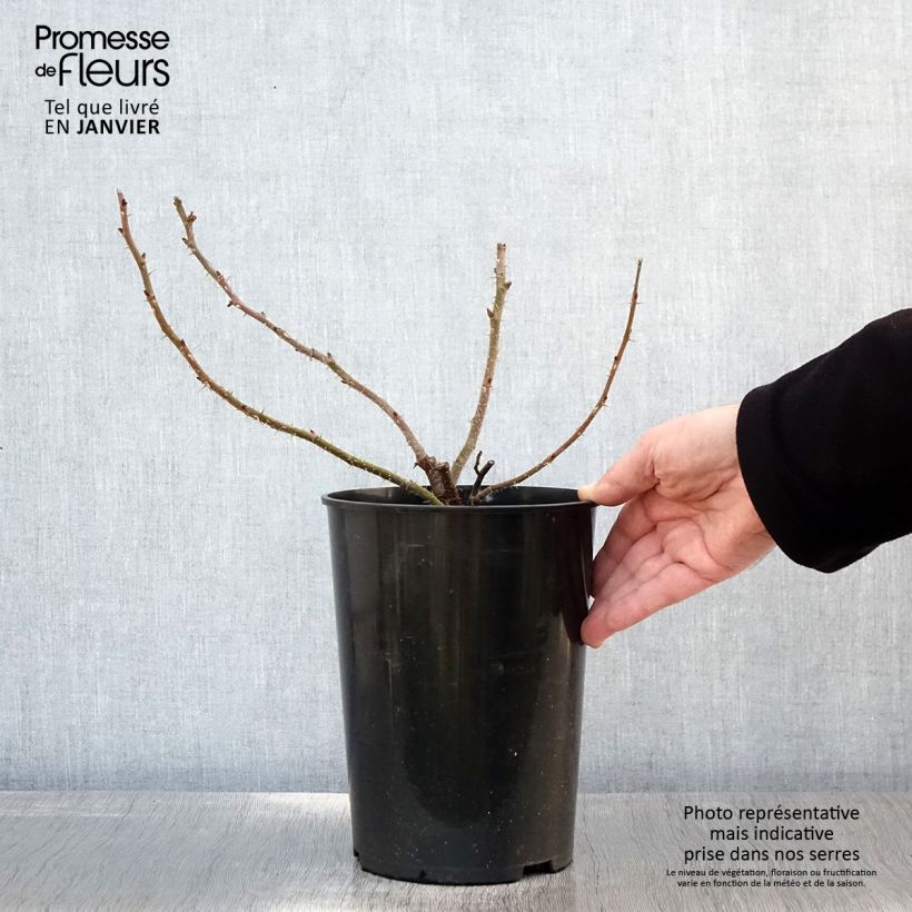 Rosa x rugosa 'Roseraie de l'Haÿ' - Rugosa Rose 3L/4L pot sample as delivered in winter