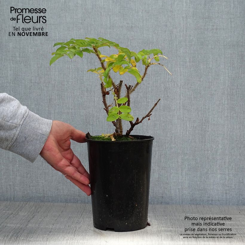 Rosa rugosa - Beach Rose 2L/3L pot sample as delivered in autumn