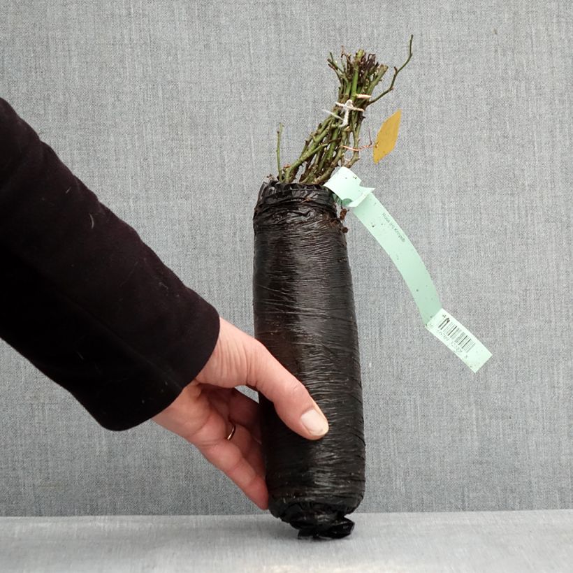 Rosa x polyantha - Sans Contraintes - 'Knirps' - Ground Cover Rose Wrapped bare root sample as delivered in winter