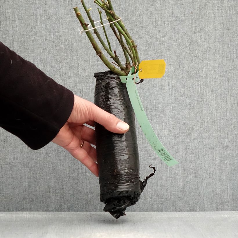 Rosa x polyantha - Sans Contraintes - 'Toscana' - Ground Cover Rose Wrapped bare root sample as delivered in winter
