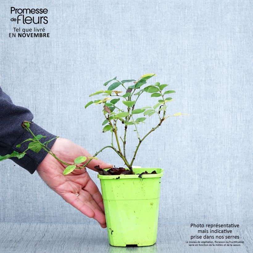 Rosa x persica See You In Pink - Hybrid shrub rose 3L/4L pot sample as delivered in autumn