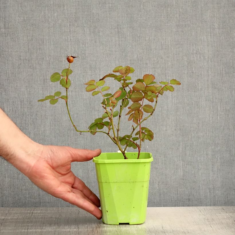 Rosa x persica See You In Pink - Hybrid shrub rose 3L/4L pot sample as delivered in spring