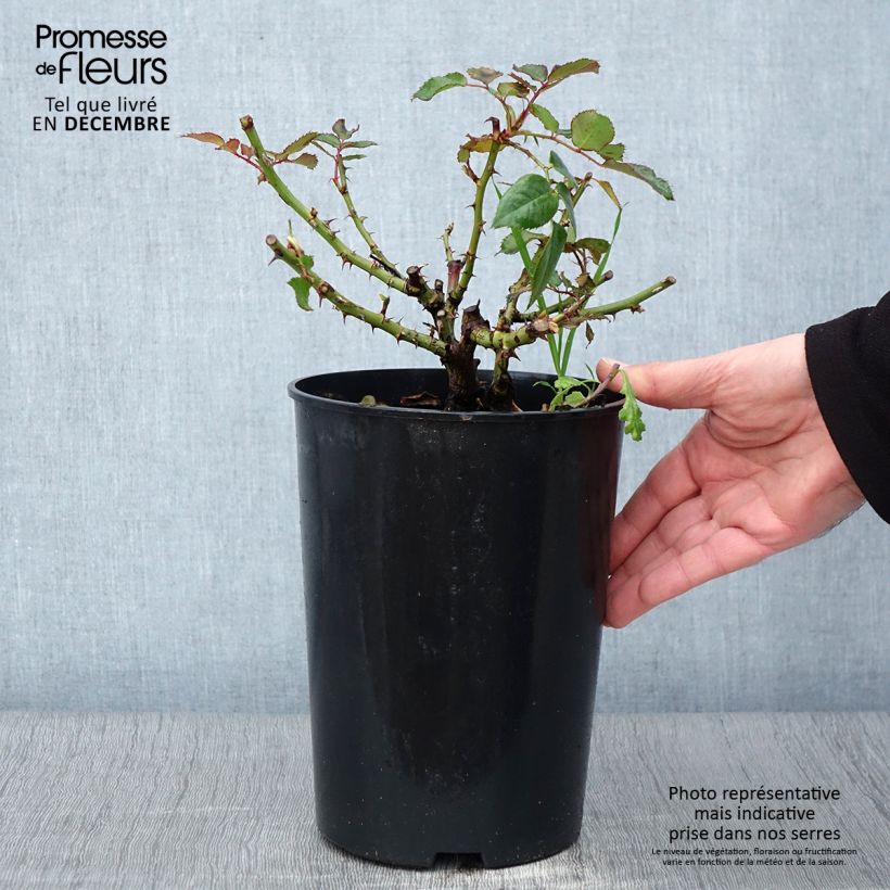 Rosa x persica See You In Red - Hybrid shrub rose 4L/5L pot sample as delivered in autumn