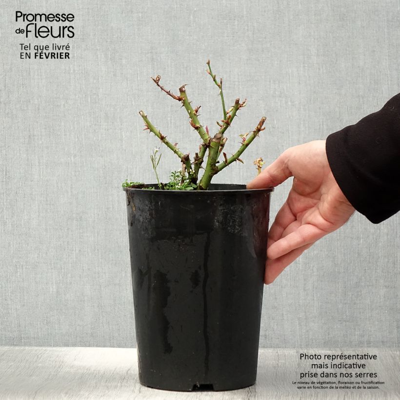 Rosa x persica See You In Red - Hybrid shrub rose 4L/5L pot sample as delivered in winter