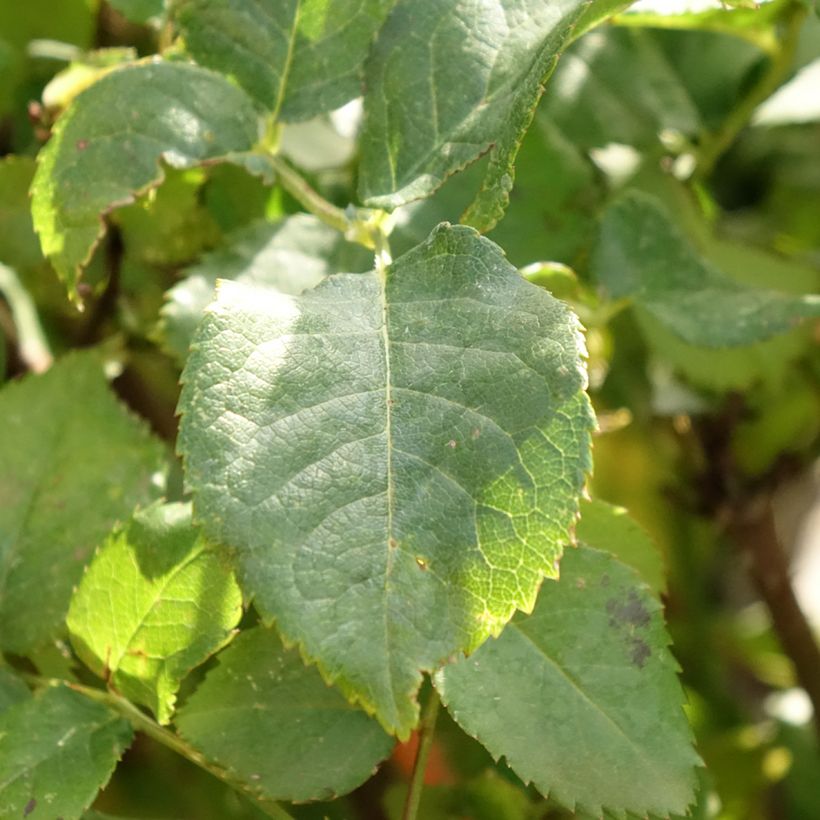 Rosa Gabriel Oak - English Shrub Rose (Foliage)