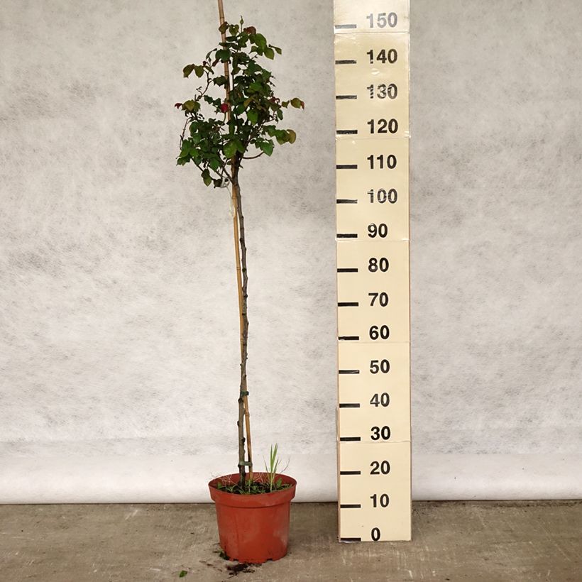 Rosa  Gabriel Oak - English Shrub Rose 4L/5L pot, Standard sample as delivered in spring