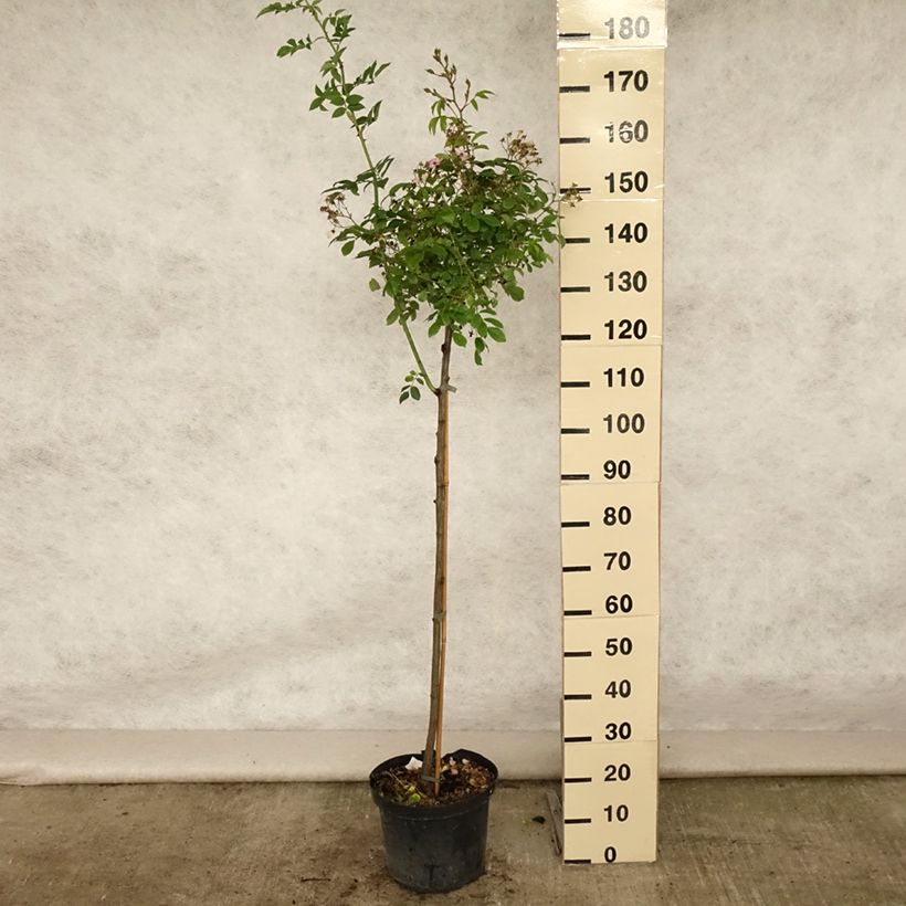 Rosa  Ballerina - Shrub Rose 7.5L/10L pot, Standard sample as delivered in summer