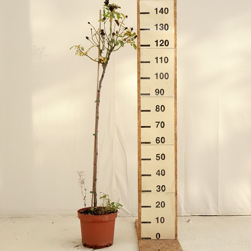 Rosa x floribunda 'Côté Jardin' - Standard Rose 7.5L/10L pot, Standard sample as delivered in autumn