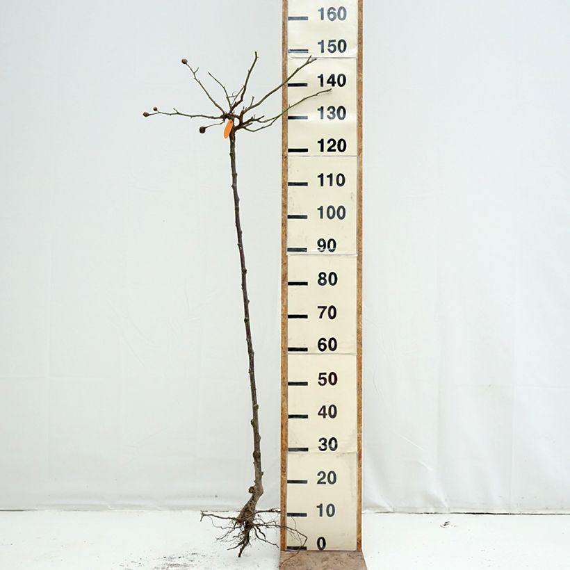 Rosa Cyclamen Pierre de Ronsard - Standard Rose Bare root, Standard sample as delivered in winter