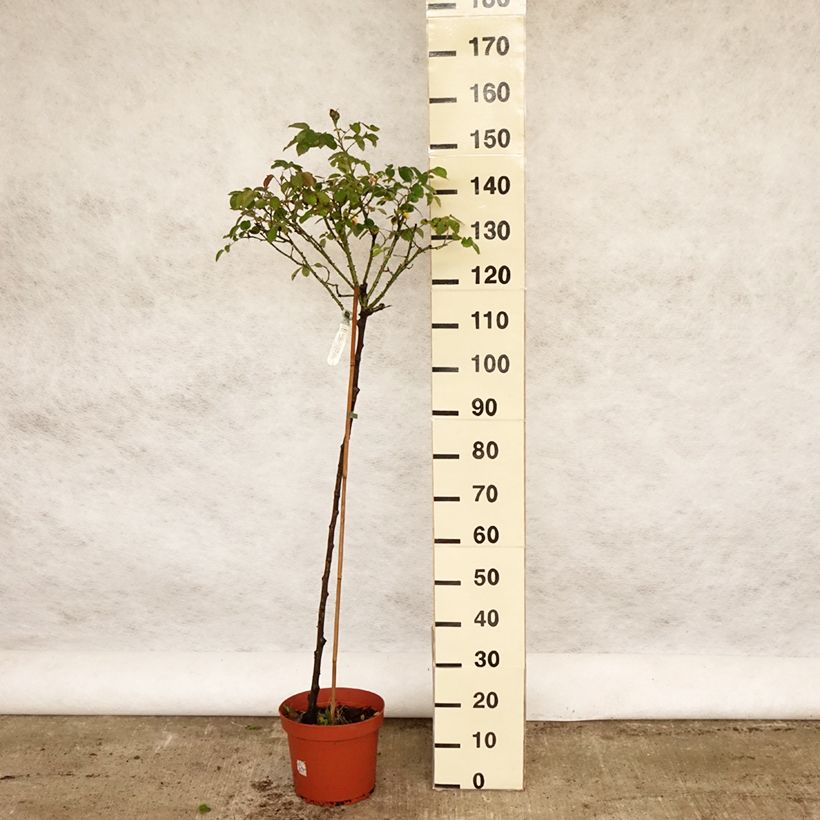 Rosa  Darcey Bussell  - English Shrub Rose 7.5L/10L pot, Standard sample as delivered in spring