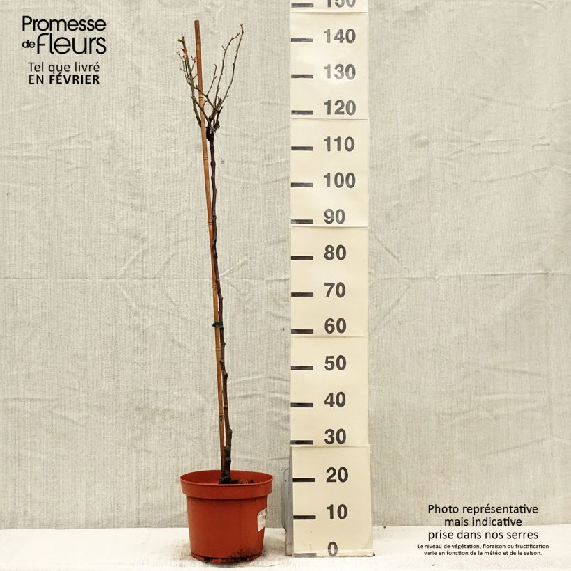 Rosa Desdemona - English Shrub Rose 7.5L/10L pot, Standard sample as delivered in winter