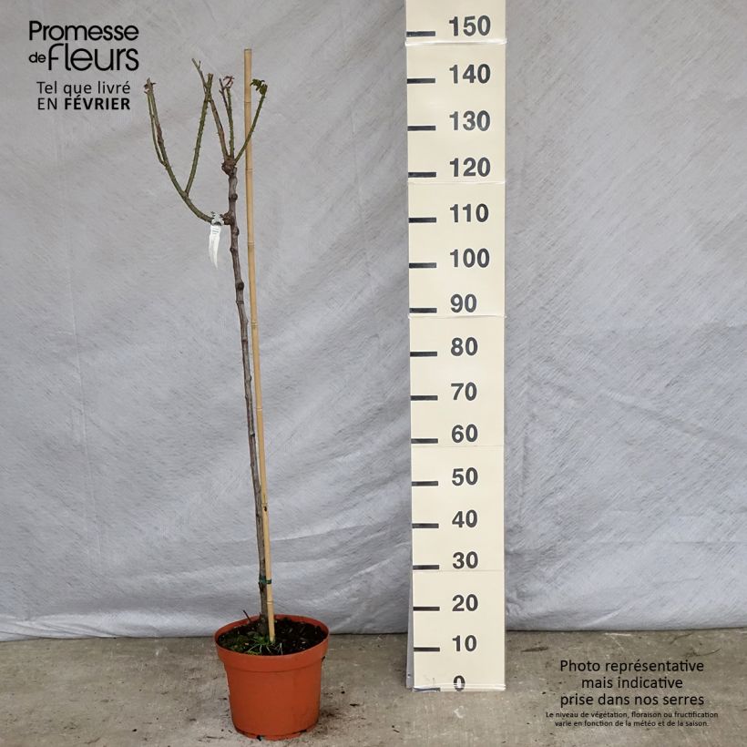 Rosa Gertrude Jekyll - English Shrub Rose 7.5L/10L pot, Standard sample as delivered in winter