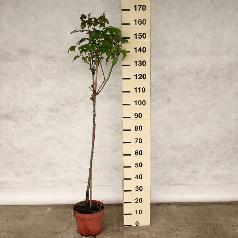 Rosa Gertrude Jekyll - English Shrub Rose 7.5L/10L pot, Standard sample as delivered in spring