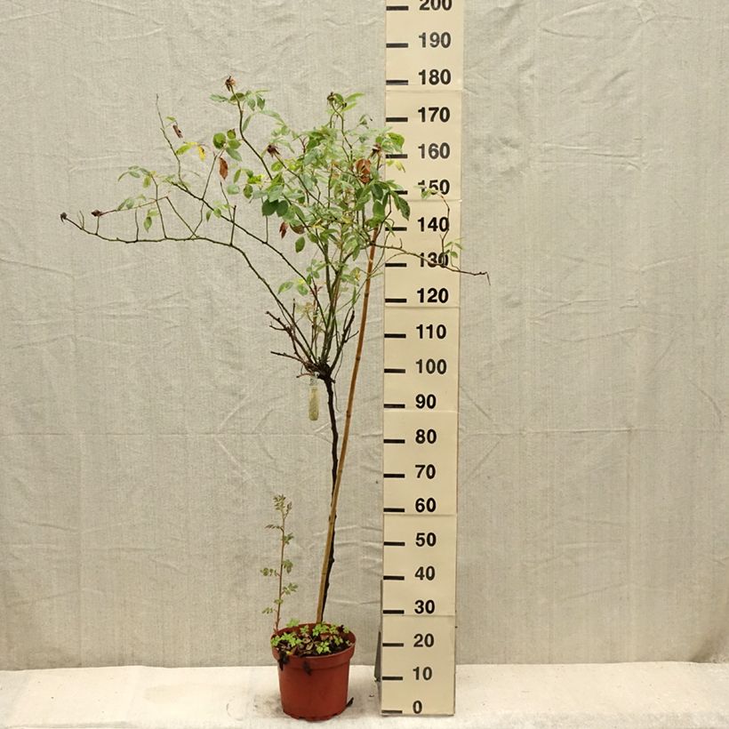 Rosa  Lady of Shalott - English Shrub Rose 4L/5L pot, Standard sample as delivered in summer