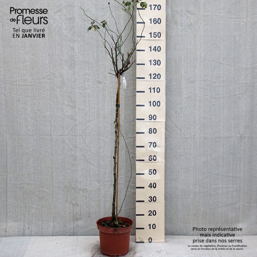 Rosa  Lady of Shalott - English Shrub Rose 4L/5L pot sample as delivered in winter