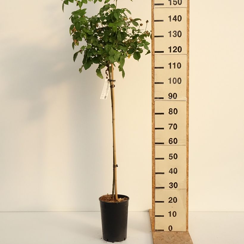 Rosa Olivia Rose Austin - English Shrub Rose 7.5L/10L pot, Standard sample as delivered in summer
