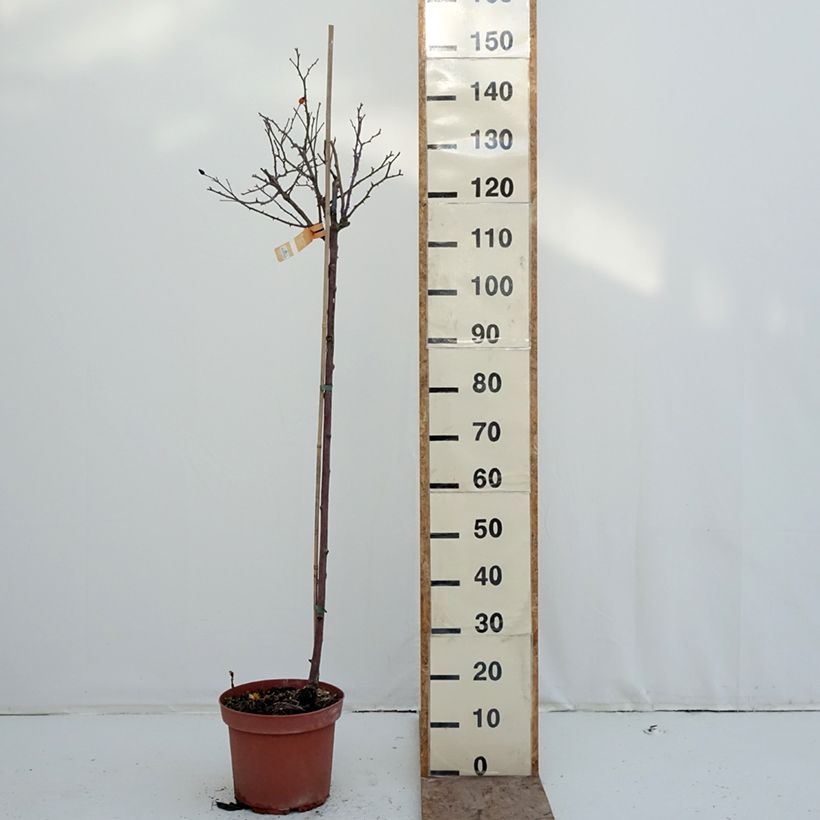 Rosa x floribunda Decorosier Calizia - Standard Rose 7.5L/10L pot, Standard sample as delivered in winter