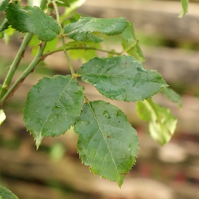 Rosa x floribunda Decorosier Calizia - Standard Rose (Foliage)