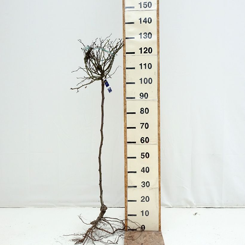 Rosa x floribunda Decorosier Celina Noason - Shrub Rose Bare root, Standard sample as delivered in winter