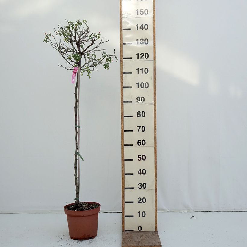 Rosa  Decorosier Emera Noatraum - Standard Rose 7.5L/10L pot, Standard sample as delivered in winter