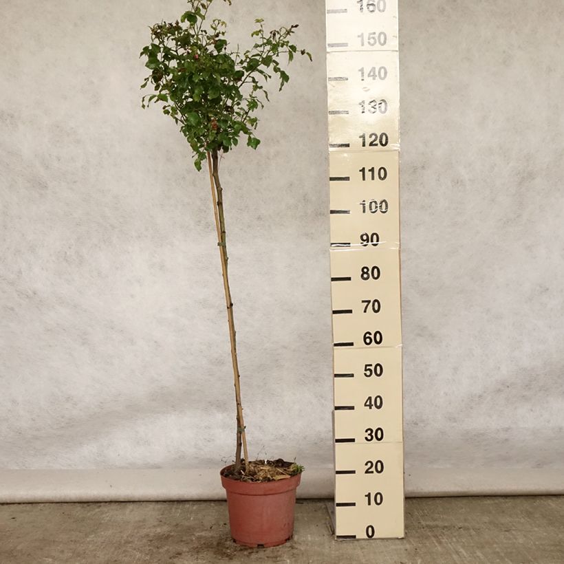 Rosa  Decorosier Emera Noatraum - Standard Rose 7.5L/10L pot sample as delivered in summer