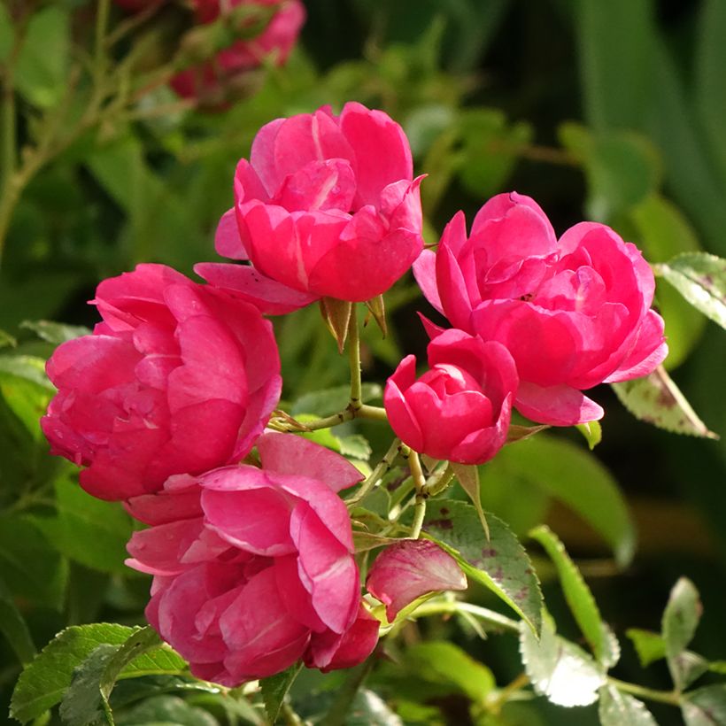 Rosa  Decorosier Emera Noatraum - Standard Rose (Flowering)