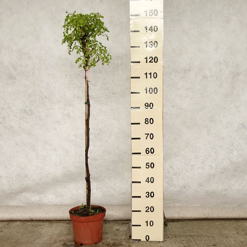 Rosa Decorosier Mareva - Standard Rose 7.5L/10L pot, Standard sample as delivered in summer