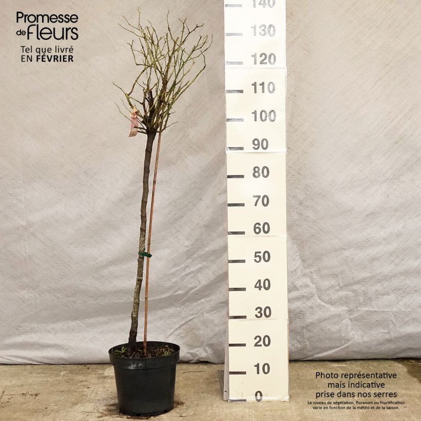 Rosa Decorosier Mareva - Standard Rose 7.5L/10L pot sample as delivered in winter