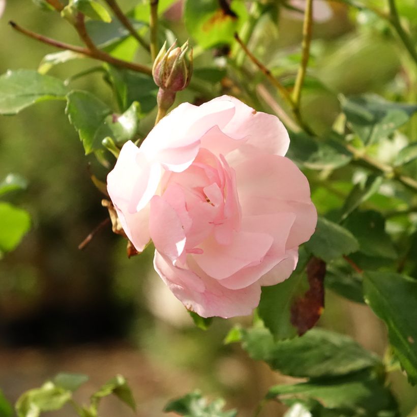 Rosa Decorosier Mareva - Standard Rose (Flowering)