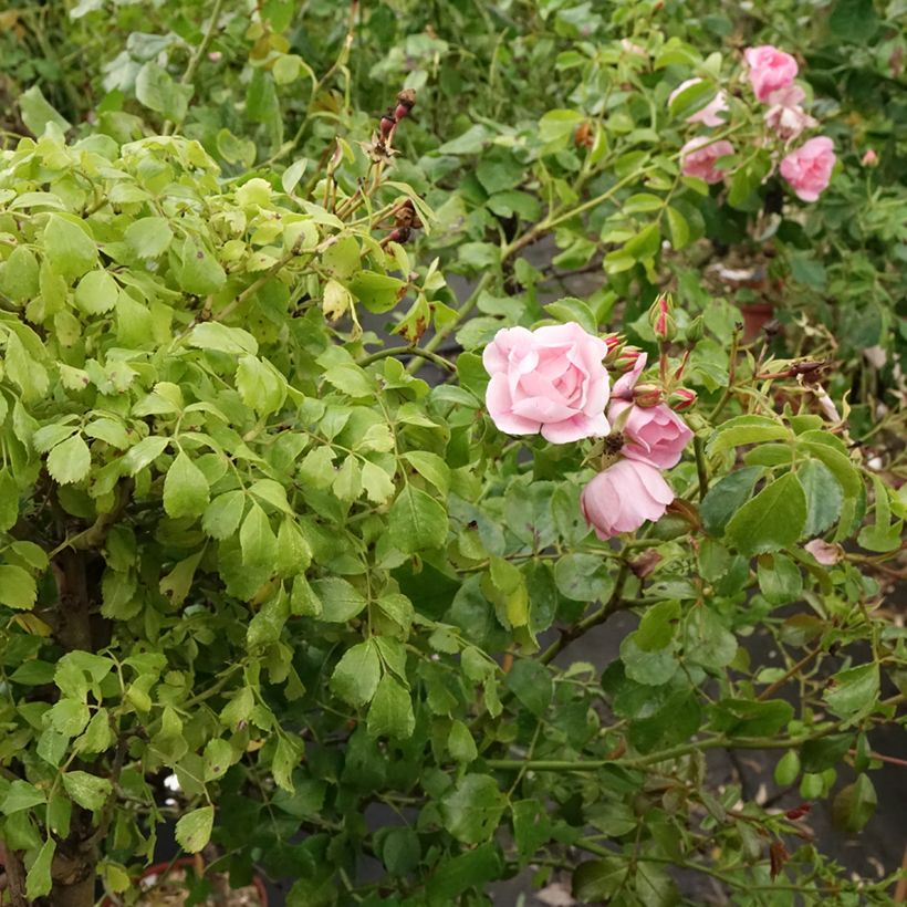Rosa Decorosier Mareva - Standard Rose (Plant habit)