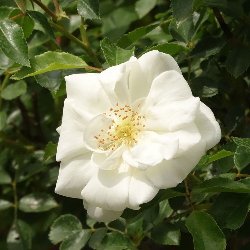 Rosa x floribunda Decorosier Opalia  - Shrub Rose (Flowering)