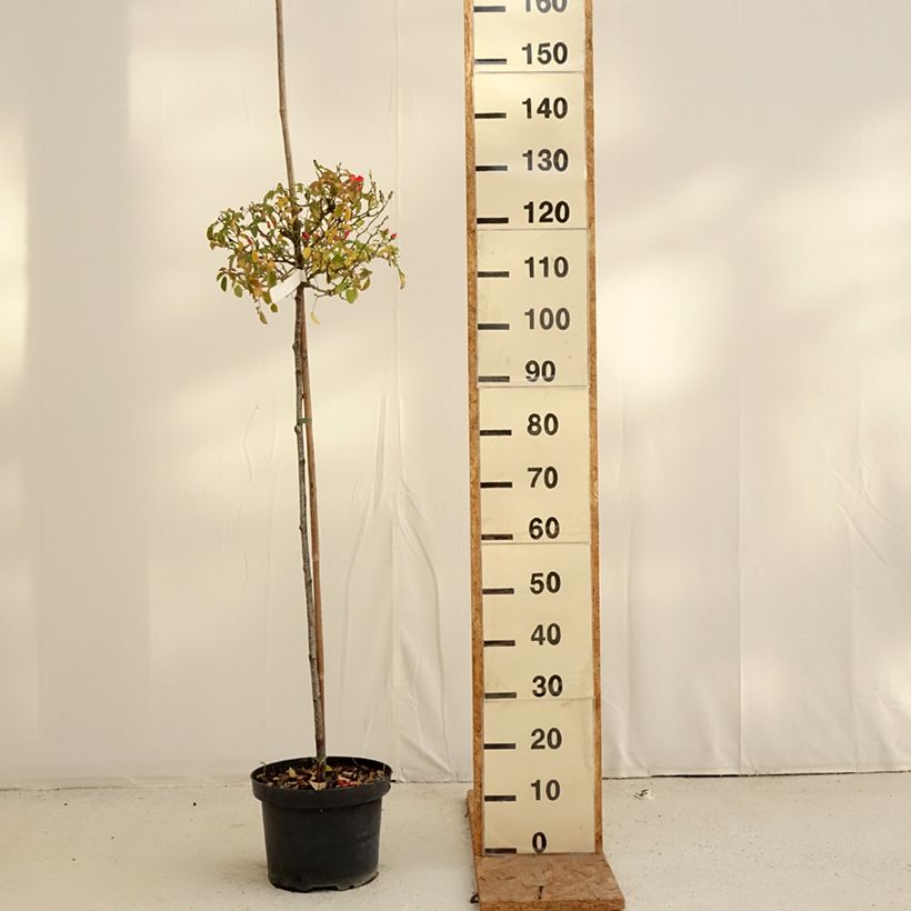 Rosa  Décorosiers Isalia - Shrub Rose 7.5L/10L pot, Standard sample as delivered in autumn