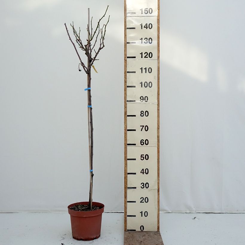 Rosa 'Dominica' - Standard Rose 7.5L/10L pot, Standard sample as delivered in winter