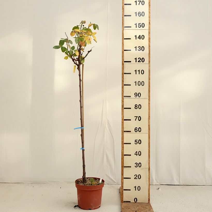 Rosa 'Dominica' - Standard Rose 7.5L/10L pot, Standard sample as delivered in autumn